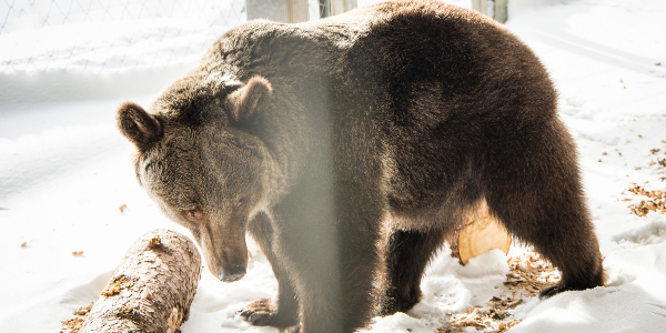 Jambolina at Arosa Bear Sanctuary