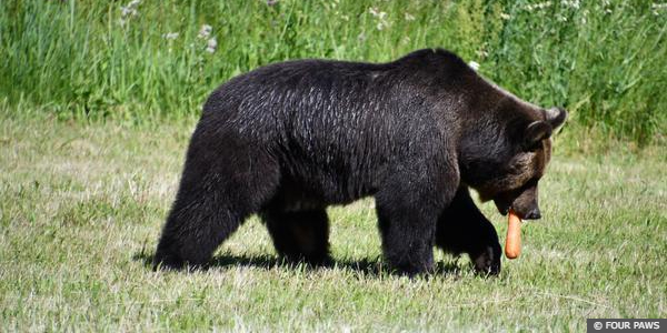 Brown bear Teddy