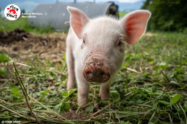 World Animal Day