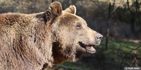 Bear Florencia