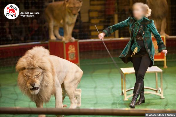 Circus Tigers