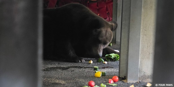 Bear Teddy
