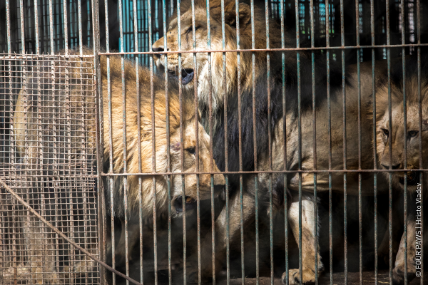 Lions in cage at former zoo Luján