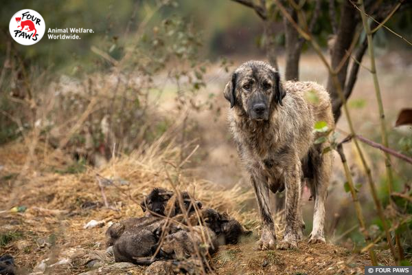 Dogs in Kosovo Landfill