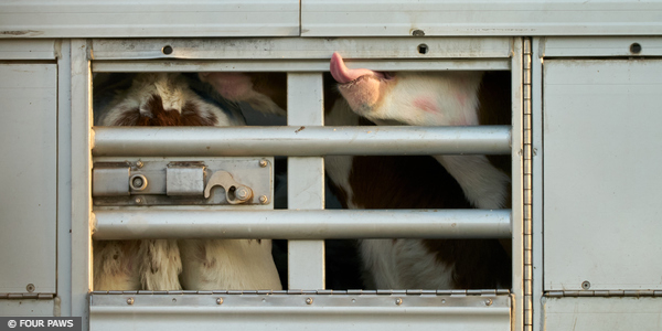 Live Animal Transport
