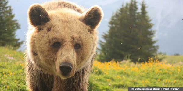 Bear Amelia