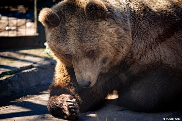 Bear at former zoo Luján