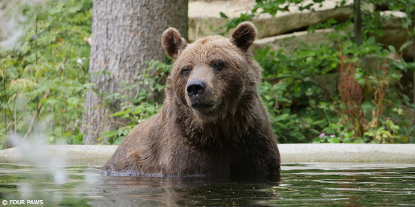 World Animal Day