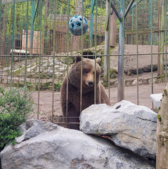 Bear Tim