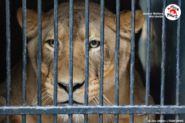 Lioness Zora