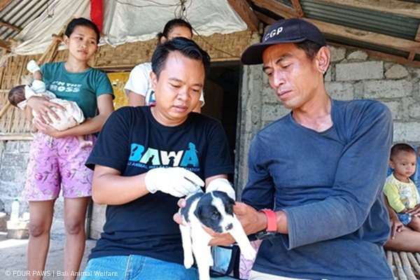 Rabies vaccination event in Bali together with Bali Animal Welfare.