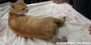 Dog and Cat Meat Trade