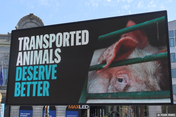 Live Animal Transport