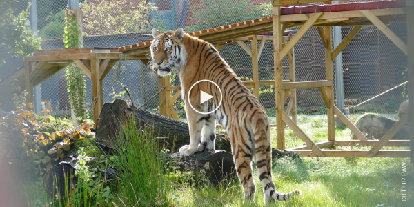 Tiger Tajmir in his outdoor enclosure at FELIDA Big Cat Sanctuary.