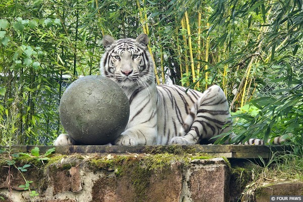 Ramba