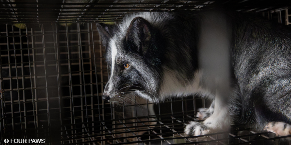 Fox Tomek being rescued from a fur far