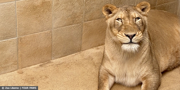 Lioness Zora
