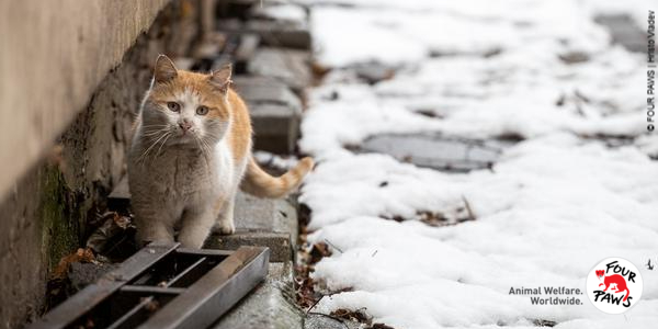 Header Stray cat in snow