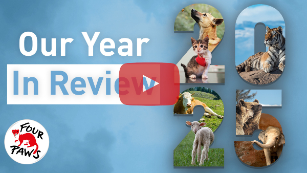 Watch the Annual Review 2025
