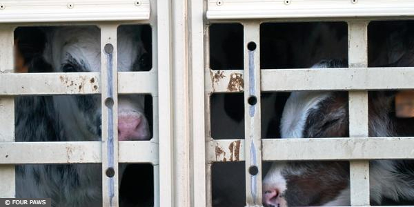 Live Animal Transport
