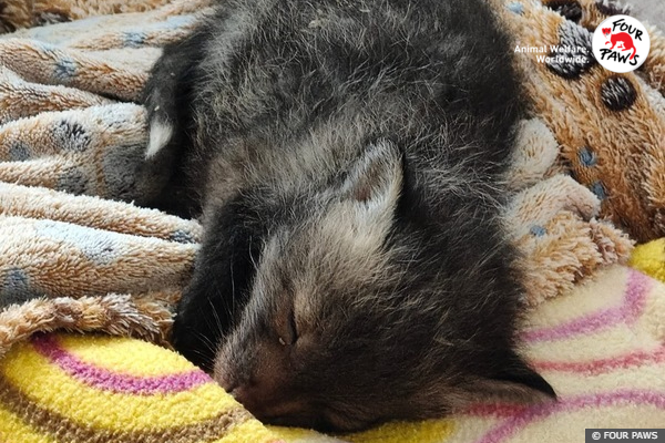 Header Newsletter - Baby Fox Rescue