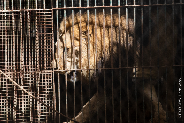 Lion in cage at former zoo Luján