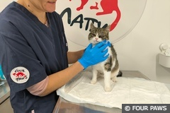 Cat Vi