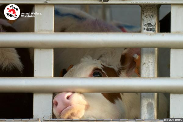 Live Animal Transport