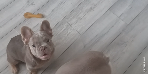French Bulldog puppy offered for sale on Facebook.