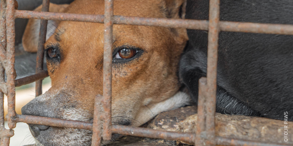 Dog in cage. Investigation into Live Animal Markets in Indonesia.