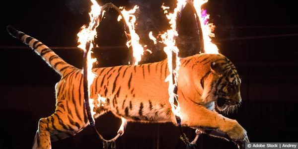 Circus Tigers