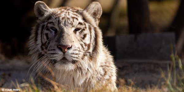 World Animal Day