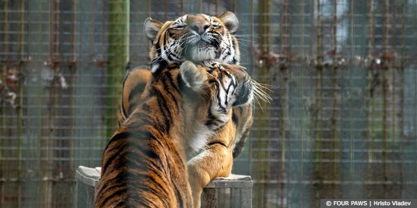 Tiger Thomas and Thomas' Brother 