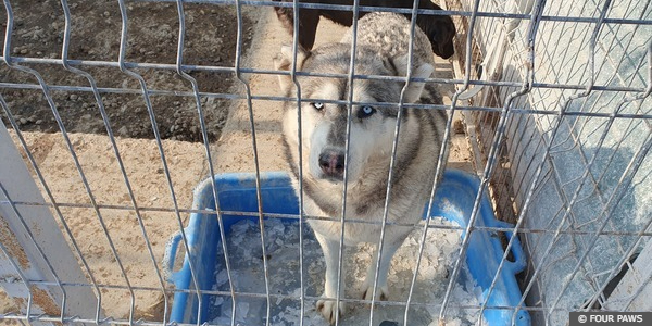 Dogs in Romania