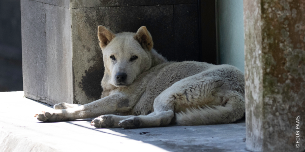 Street Dog. Health Day-World Rabies Event in Bali, Indonesia with participants.