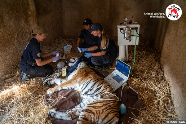 Header Newsletter - Malta Vet Check