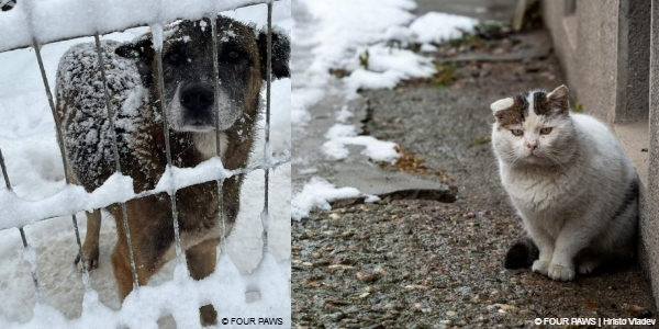 Stray animals in snow