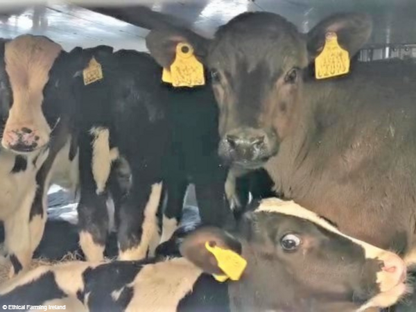 Calves transported on a truck