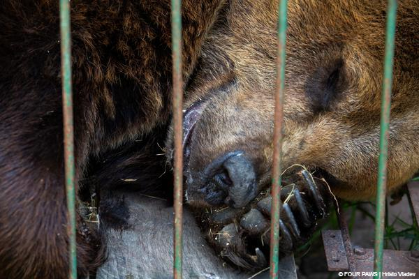 Bear at former zoo Luján