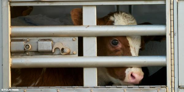 Calves transported on a truck