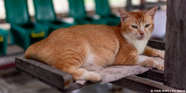 Dog and Cat Meat Trade