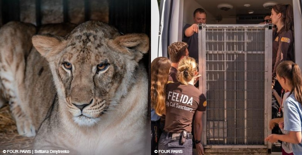 Lioness Vasylyna at LIONSROCK Big Cat Sanctuary in South Africa