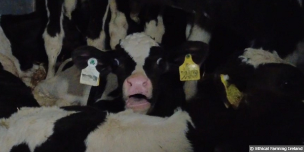 Live Animal Transport