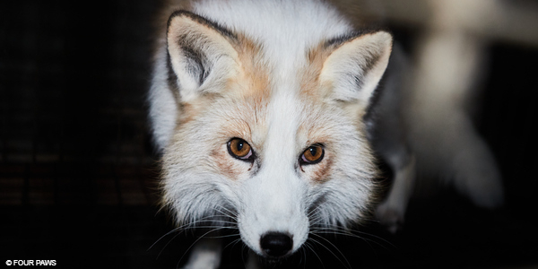 | Foxes on a fur farm