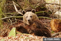 Bear Mici