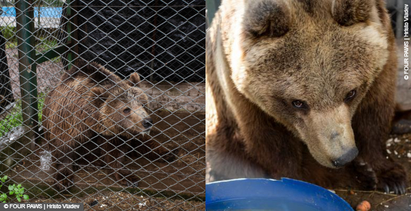 Bears at former zoo Luján