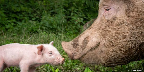 World Animal Day