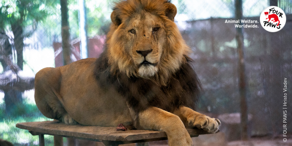 Header Lion Scar at former zoo Luján