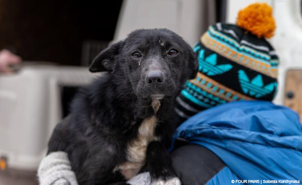 Stray dog in the snow