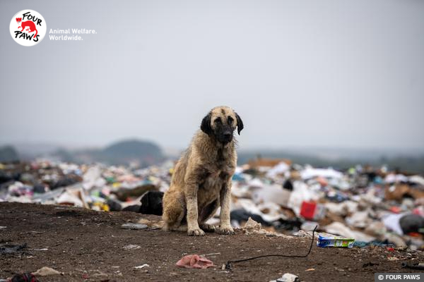 Dogs in Kosovo Landfill